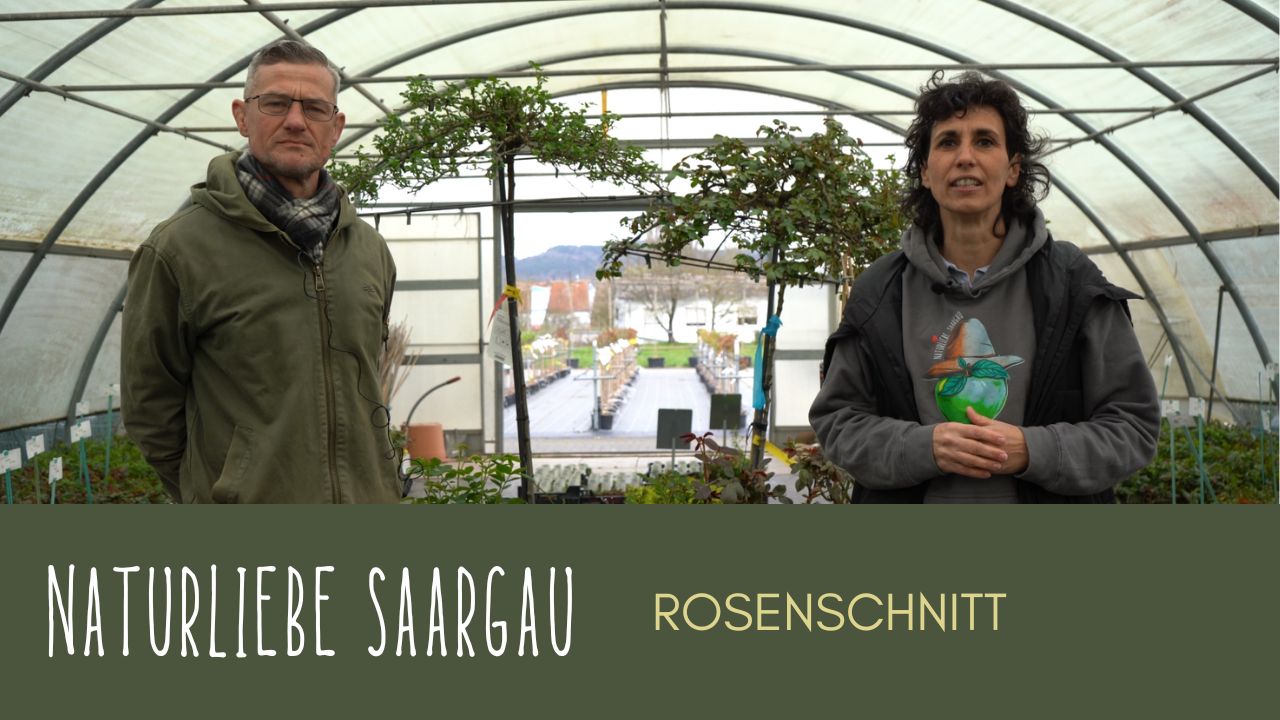 Rosen: der richtige Schnitt, Haltung, Pflege, Rosenrost